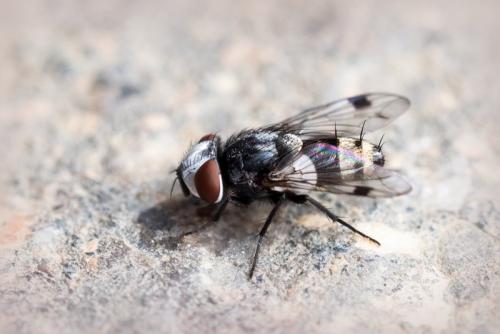 Réf. 186 040 : Sphenometopa fastuosa